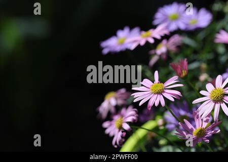 Nahaufnahme von pinkfarbenen und blauen Brachybeerblumen in einem Blumentopf mit selektivem Fokus, dunkelunscharfem Hintergrund und Kopierbereich Stockfoto