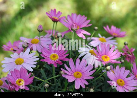 Nahaufnahme von rosa argyranthemum frutescens-Blüten vor einem sonnenbeleuchteten grünen Hintergrund Stockfoto