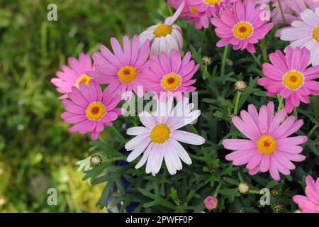 Nahaufnahme der hübschen rosafarbenen argyranthemum frutescens-Blumen vor einem grünen natürlichen Hintergrund, seitlicher Blick von oben Stockfoto