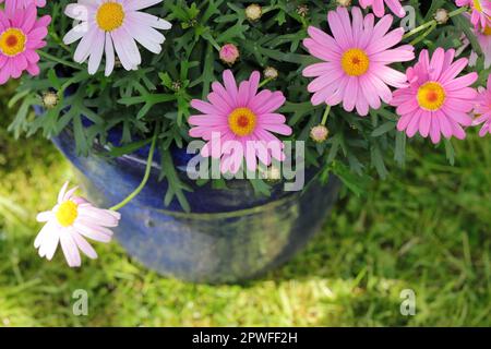 Nahaufnahme der wunderschönen rosafarbenen Argyranthemum frutescens-Blumen in einem blauen Blumentopf, Blick von oben Stockfoto