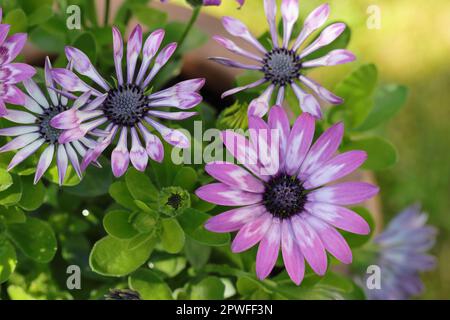 Wunderschöne, zweifarbige, lila osteospermum-Blumen, Blick von oben Stockfoto