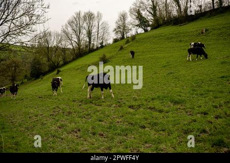 Kühe grasen auf der Wiese. Ländliches Hügelgebiet in Frankreich. Stockfoto