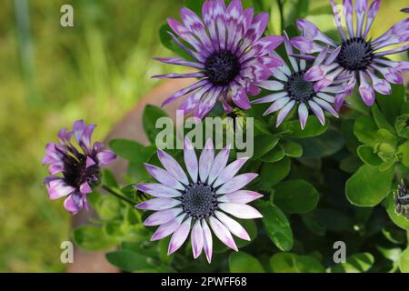 Wunderschöne, zweifarbige, lila osteospermum-Blumen in einer Pflanze, Blick von oben Stockfoto