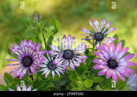 Nahaufnahme der wunderschönen zweifarbigen lila osteospermumblüten vor einem sonnenbeleuchteten, unscharfen Hintergrund Stockfoto