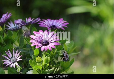 Nahaufnahme zweifarbiger lila osteospermumblüten vor unscharfem Hintergrund, Kopierraum, Seitenansicht Stockfoto