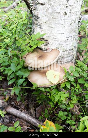 Ansicht von Agaricales-Pilzen in Finnland Stockfoto