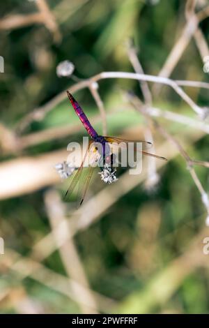 Blick auf die violette Dropwing-Libelle in Italien Stockfoto