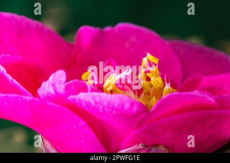 Camellia Williamsii Grand Jury blüht im Frühling in einem Devon Country Garden. Stockfoto