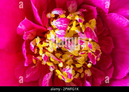 Camellia Williamsii Grand Jury blüht im Frühling in einem Devon Country Garden. Stockfoto