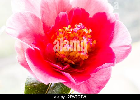 Camellia Williamsii Grand Jury blüht im Frühling in einem Devon Country Garden. Stockfoto