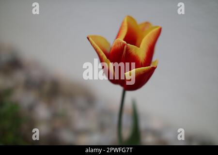 Wunderschöne rote, gelbe und orangefarbene Tulpen auf einem unscharfen Hintergrund aus dunkelgrün und weiß. Stockfoto