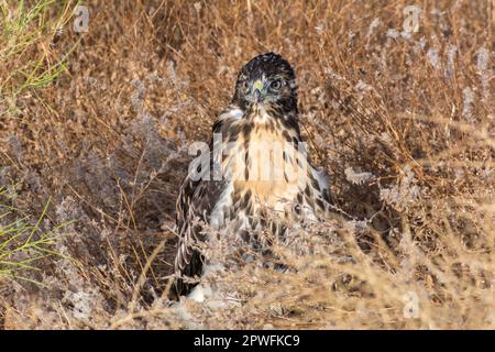Ein junger Rotschwanzfalke (Buteo jamaicensis) sitzt in der Mojave-Wüste Kaliforniens auf dem Boden und ist möglicherweise noch nicht in der Lage, zu fliegen. Stockfoto