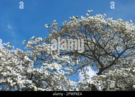 Wunderschöner großer Blumenhundelbaum Cornaceae oder Cornus florida mit weißen Blüten Stockfoto