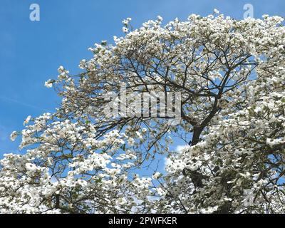 Wunderschöner großer Blumenhundelbaum Cornaceae oder Cornus florida mit weißen Blüten Stockfoto