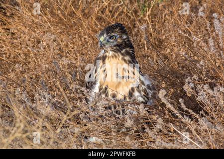 Ein junger Rotschwanzfalke (Buteo jamaicensis) sitzt in der Mojave-Wüste Kaliforniens auf dem Boden und ist möglicherweise noch nicht in der Lage, zu fliegen. Stockfoto