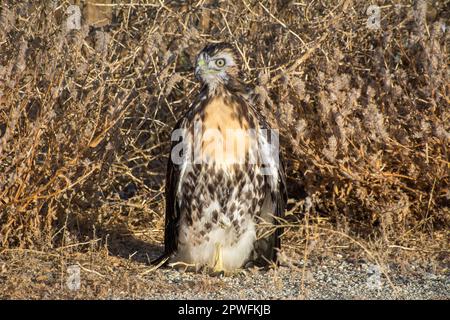 Ein jugendlicher Rotschwanzfalke (Buteo jamaicensis), der noch immer im Gesicht liegt, in der kalifornischen Mojave-Wüste. Es war kaum in der Lage zu fliegen. Stockfoto