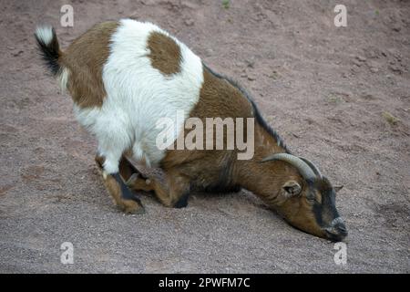 Afrikanischer Pygmäe. Westafrikanischer Zwerg oder Zwergziege. Stockfoto