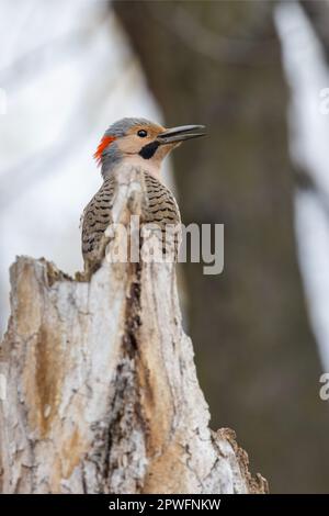 Männlicher Nordflicker oder gewöhnlicher Flicker (Colaptes auratus) im Flug Stockfoto