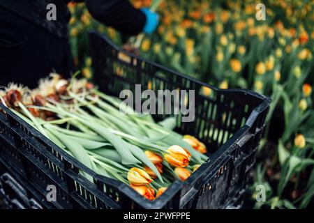 Nahaufnahme einer Blackbox mit Orangentipsen im Gewächshaus. Wunderschöne Blumen mit Wurzeln und Zwiebeln. Tulpenpflücken zum Anpflanzen im Winter Stockfoto