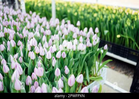 Großes helles zweistöckiges Gewächshaus für den Anbau verschiedener Tulpenarten. Blumenfarm mit Plantagen. Reihen bunter Tulpen in Blackboxen. Gärtnern Stockfoto