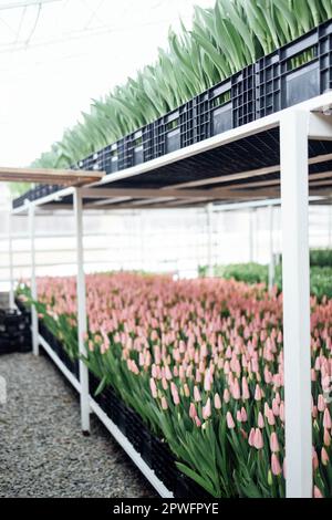 Großes helles zweistöckiges Gewächshaus für den Anbau verschiedener Tulpenarten. Blumenfarm mit Plantagen. Reihen bunter Tulpen in Blackboxen. Gärtnern Stockfoto