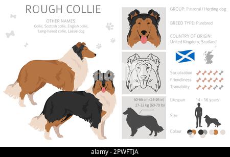 Rauer Collie Clipart. Verschiedene Posen, Fellfarben gesetzt. Vektorgrafik Stock Vektor