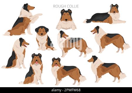 Rauer Collie Clipart. Verschiedene Posen, Fellfarben gesetzt. Vektorgrafik Stock Vektor