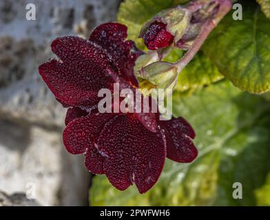 Dunkelrote Polyanthus-Blume mit Tautropfen Stockfoto