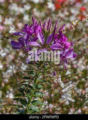 Lila Cleome Spinosa Stockfoto