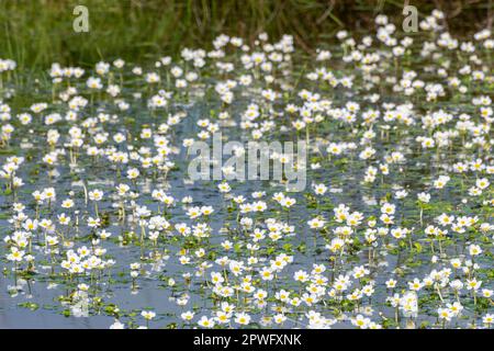 Im Frühjahr bedeckt ein Teich einen gewöhnlichen Wassermaulfisch (Ranunculus aquatilis), England, Großbritannien Stockfoto