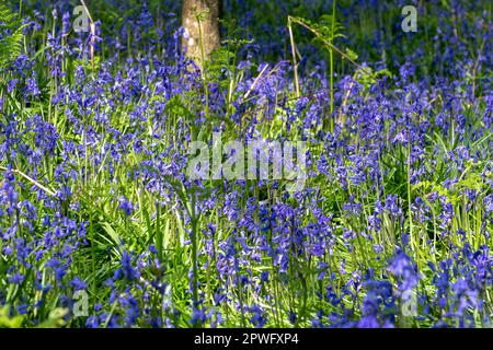 An einem sonnigen Frühlingstag im April blühen englische Bluebells in einem Bluebell-Holz, West Sussex, England, Großbritannien Stockfoto