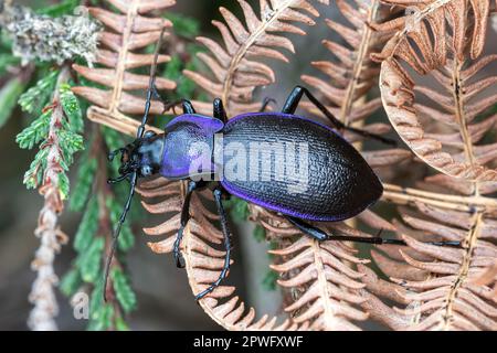 Violet Ground Beetle (Carabus violaceus oder Carabus problematicus) on Bracken in Heathland, Surrey, England, Vereinigtes Königreich Stockfoto