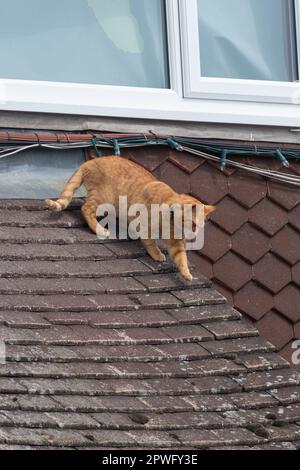 Ingwerkatze auf einer gefliesten Veranda eines Hauses, kommt runter, England, Großbritannien Stockfoto