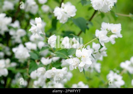 Weiße Jasminblume aus der Nähe auf der Straße. Blühender Jasminbusch vor dem Hintergrund von grünem Gras Stockfoto
