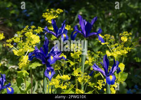 Wunderschöner Frühlingskontrast von holländischer Iris 'Blue Magic' und säuregelbem Smyrnium perfoliatum im britischen Garten April Stockfoto