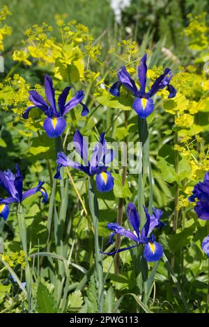 Wunderschöner Frühlingskontrast von holländischer Iris 'Blue Magic' und säuregelbem Smyrnium perfoliatum im britischen Garten April Stockfoto