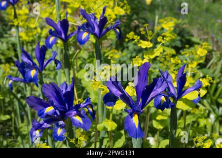 Wunderschöner Frühlingskontrast von holländischer Iris 'Blue Magic' und säuregelbem Smyrnium perfoliatum im britischen Garten April Stockfoto