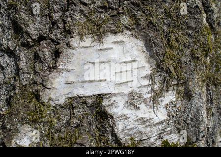 Birkenstamm bedeckt mit Moos-alten Bäumen, Nahaufnahme von Birkenrinde. Stockfoto