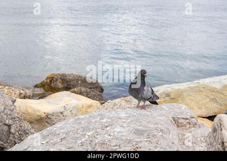 Taube an einem Bein verletzt. Behinderter Taubenbein mit Beinen. Eine verwundete graue schwarze Taube mit einer Pfote, die entlang der Strandpromenade spaziert Stockfoto