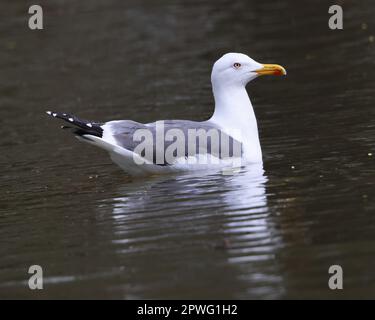 Kleine Schwarzkauz-Möwe auf einem See in Gloucestershire UK Stockfoto