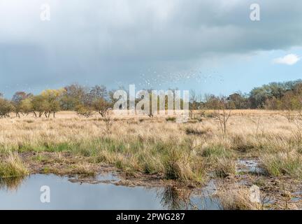 Der Sumpf landet auf Brownsea Island mit einer Schar Möwen in Poole Harbour, Dorset, England Stockfoto