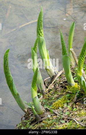 Plantain Lily, Triebe, Hosta, Keimung, Wachstum, Ufer, Wasser, Ufer Stockfoto