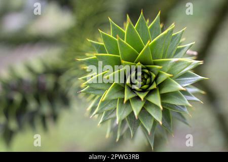 Araucaria araucana grüne Blätter auf dem Baum, Nahaufnahme. Stockfoto