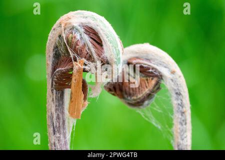 Royal Fern Osmunda regalis, Fern, Fronds, Budding Stockfoto