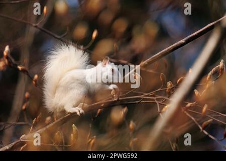 Weiße Albino-Eichhörnchen füttern im Baum Stockfoto