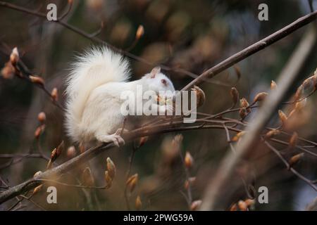 Weiße Albino-Eichhörnchen füttern im Baum Stockfoto