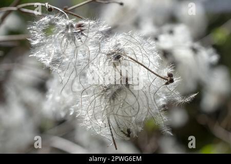 Clematis Vitalba-Samenköpfe mit weißen seidigen, federartigen Anhängseln. Stockfoto