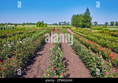 Ein Rosenfeld auf einem Rosennuseriestil auf dem Land Stockfoto