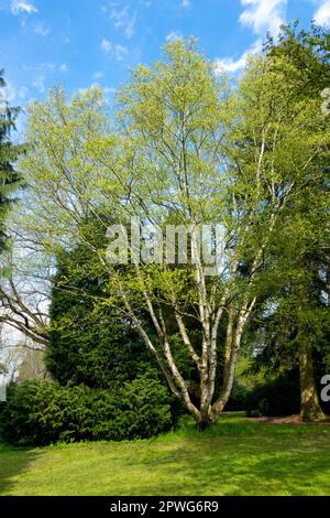 Frühling, Garten, Birke, Baum, Papierbirne, Betula papyrifera Stockfoto