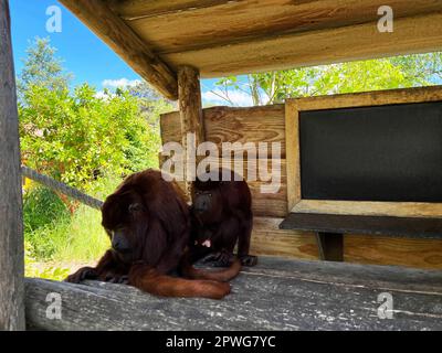 Süße Schimpansen in einem hölzernen Pavillon im Freien an sonnigen Tagen Stockfoto